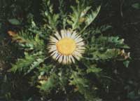 Fleur  montagneuse
